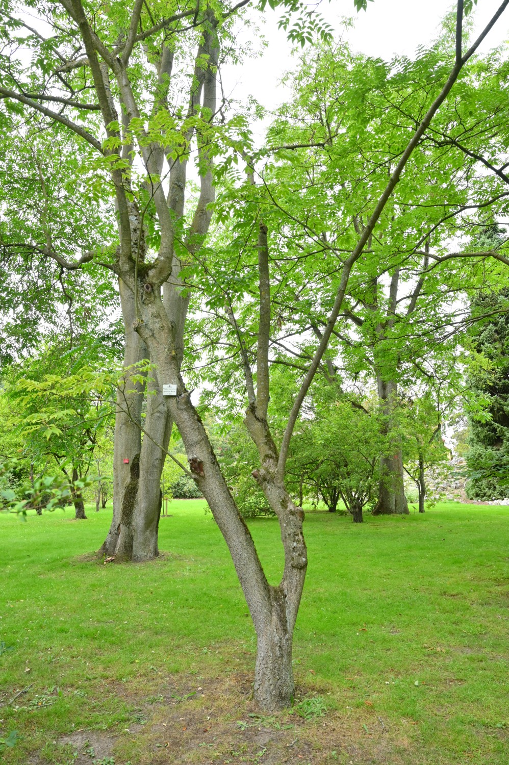 Phellodendron japonicum - Botanischer Garten Rostock - August 2023