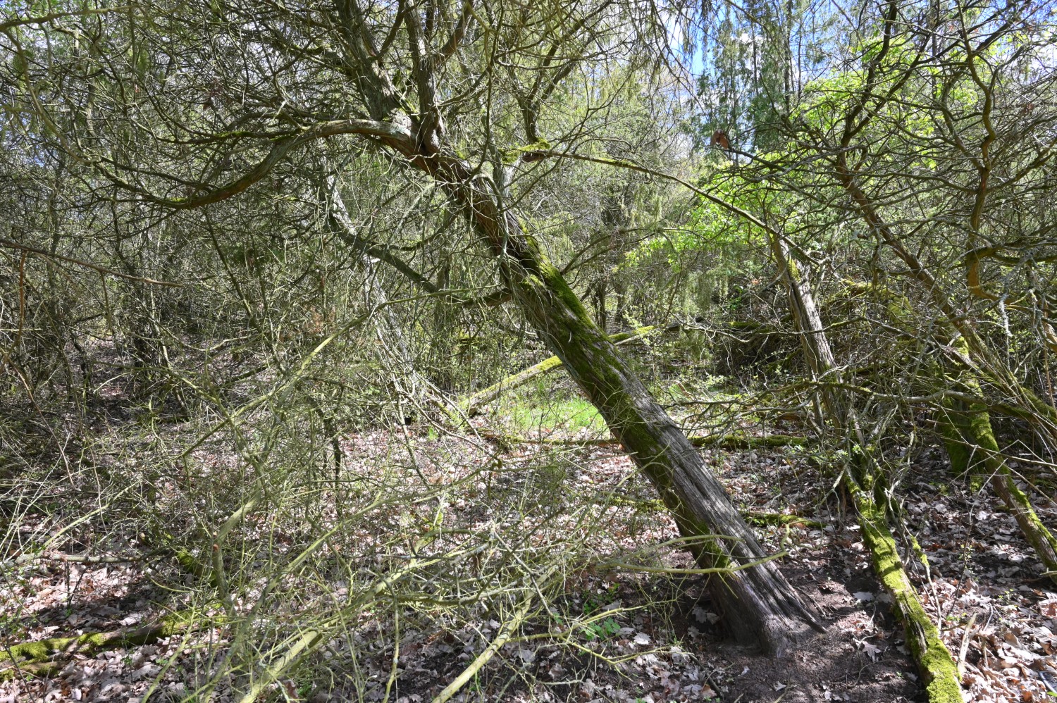 Zweitstärkster Wacholder am Clanssee bei Beenz - April 2024