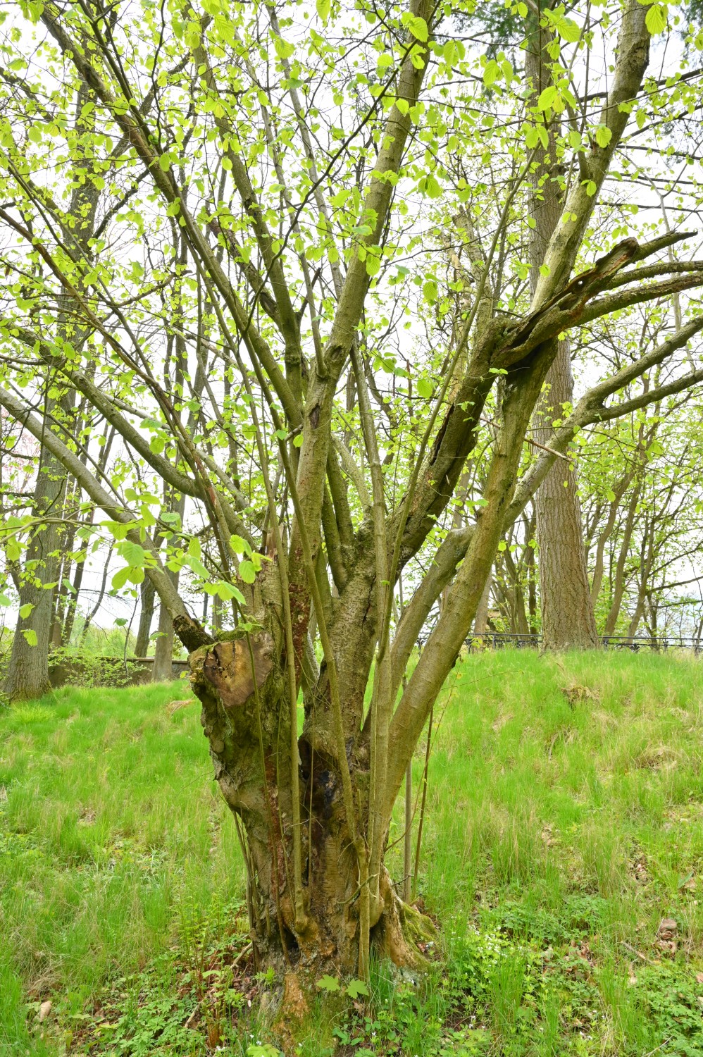 Haselstrauch - Park Hullerbusch - April 2024