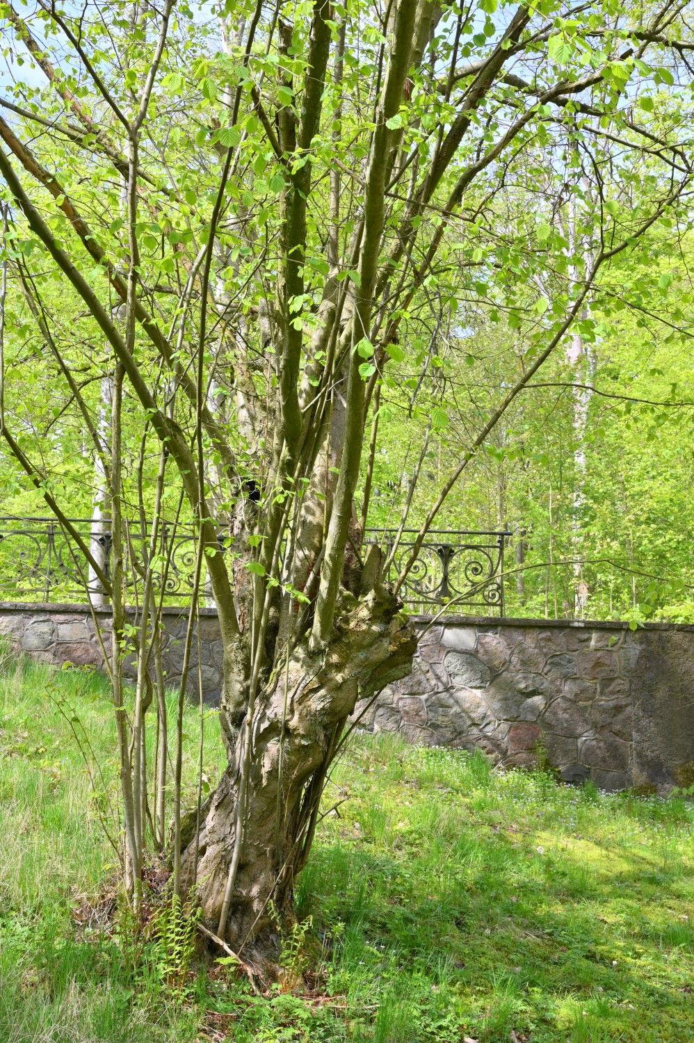 Haselstrauch - Park Hullerbusch - April 2024