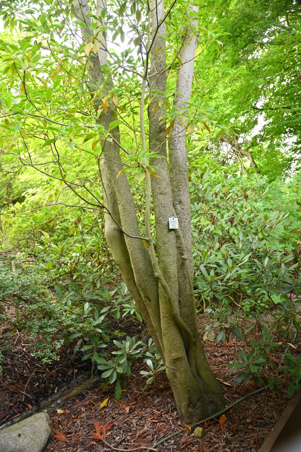 Radbaum - Botanischer Garten Rostock - August 2023