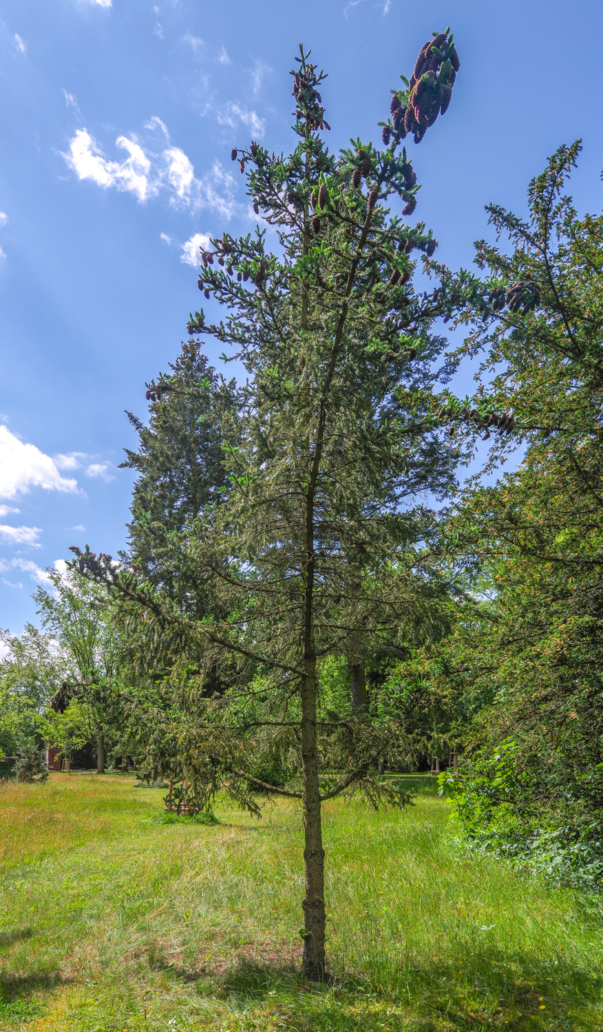 alcoquiana Picea