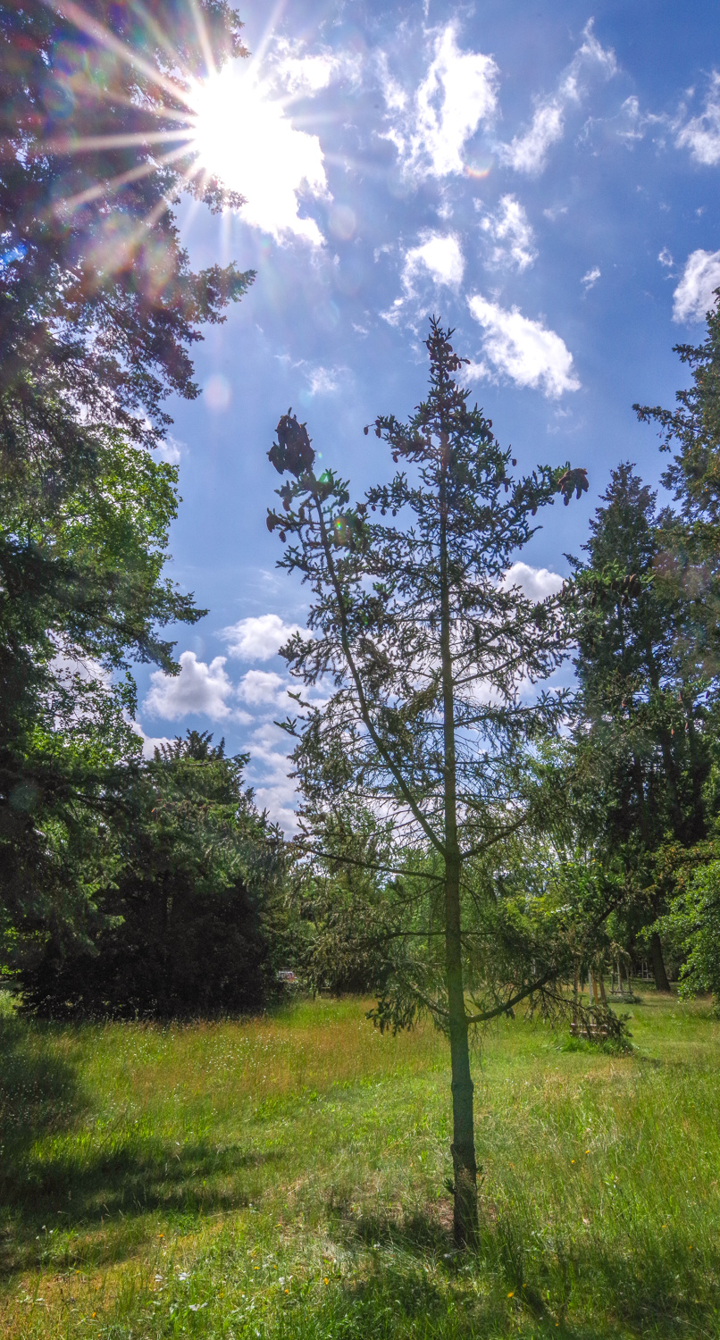 Picea alcoquiana - Potsdam - Juni 2024