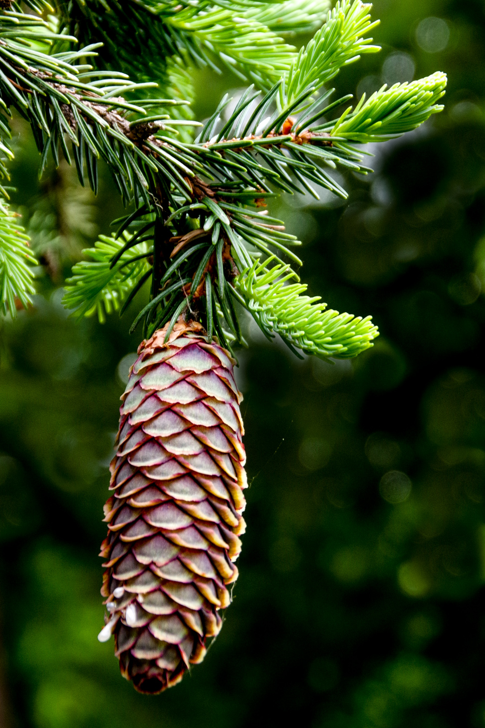 Picea alcoquiana - Potsdam - Juni 2024
