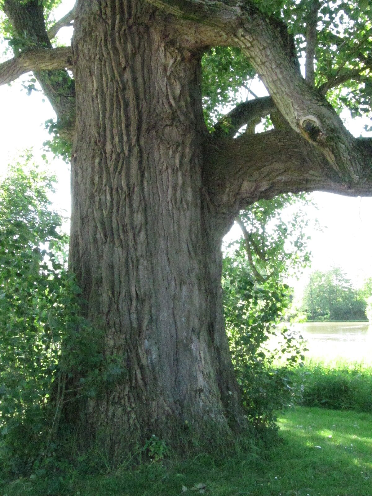 Populus × canadensis - Burgsteinfurt - Mai 2024