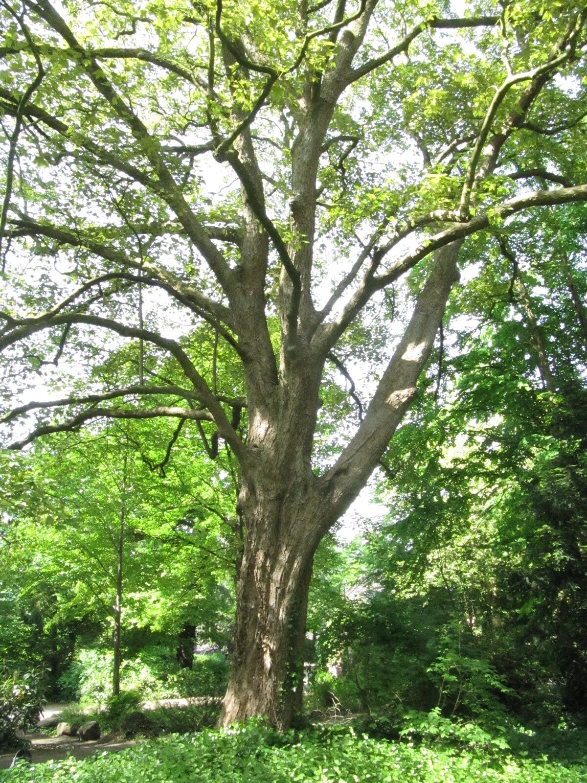 'Atropurpureum' Acer pseudoplatanus