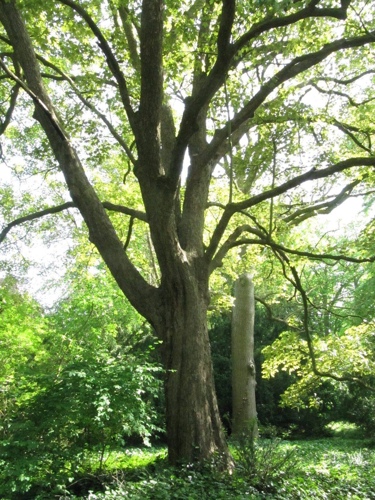 Acer pseudoplatanus 'Atropurpureum' - Bremen-Lesum - Mai 2024