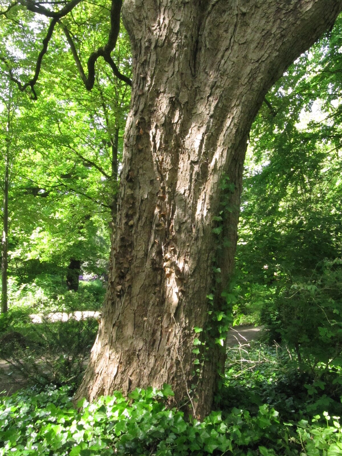 Acer pseudoplatanus 'Atropurpureum' - Bremen-Lesum - Mai 2024