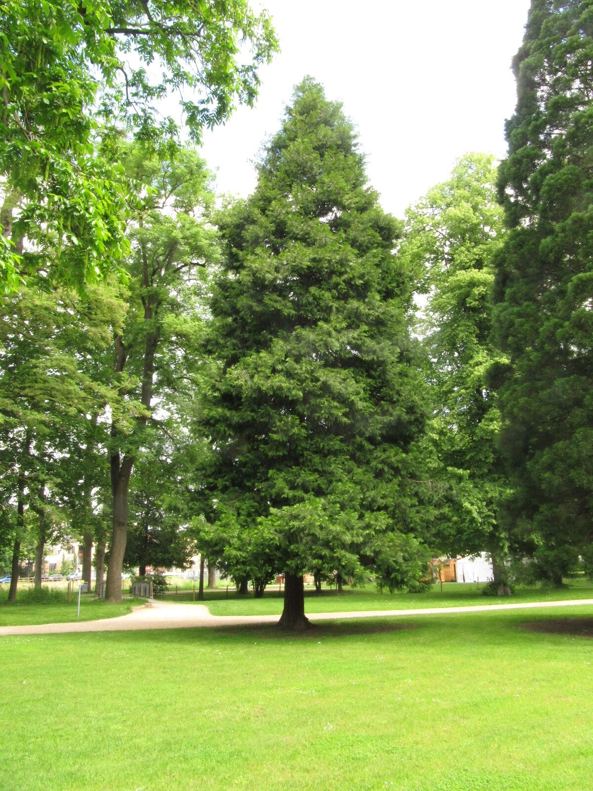 Calocedrus decurrens