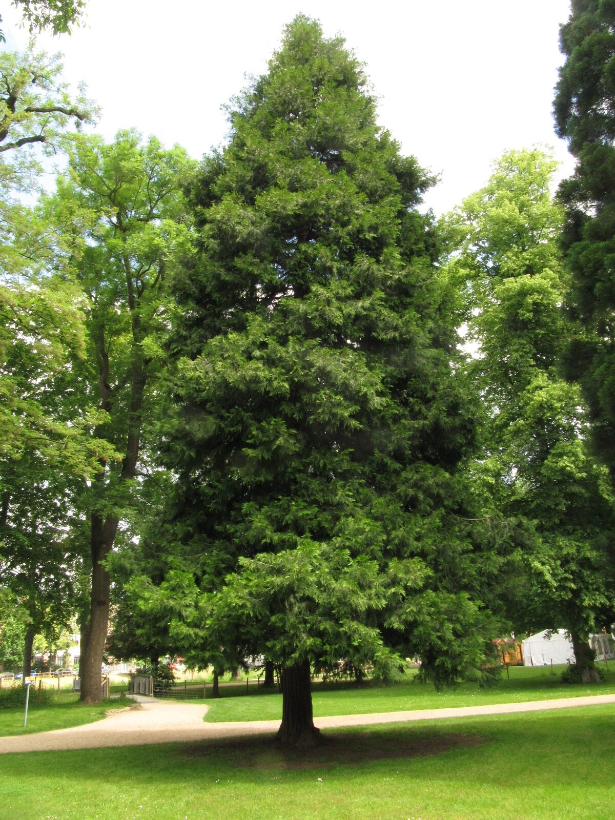 Calocedrus decurrens - Bad Neuenahr - Mai 2024
