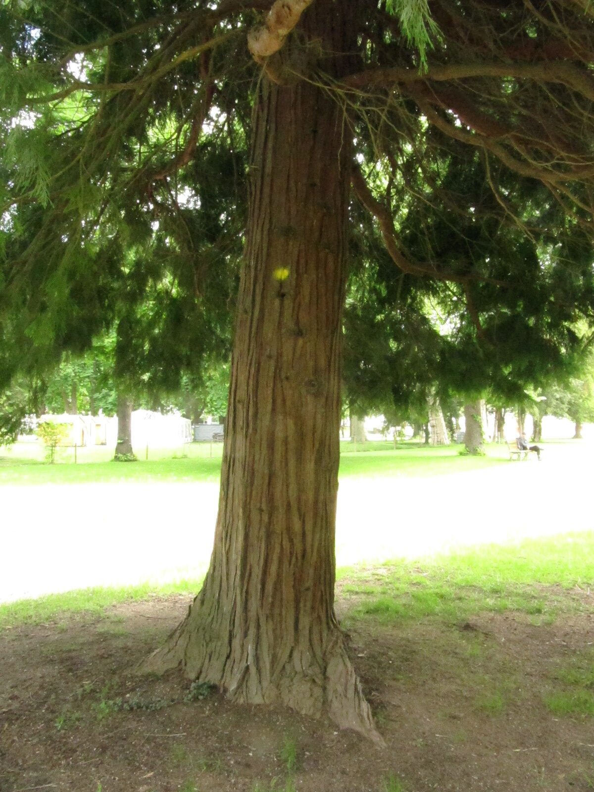 Calocedrus decurrens - Bad Neuenahr - Mai 2024