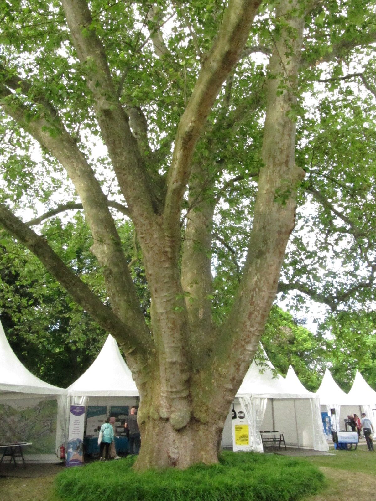 × hispanica Platanus