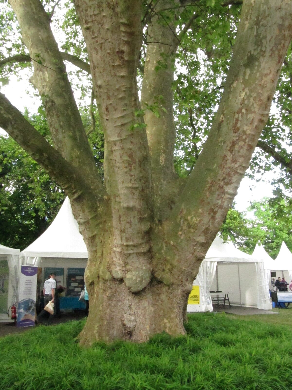Platanus × hispanica - Bonn Palais Schaumburg - Mai 2024