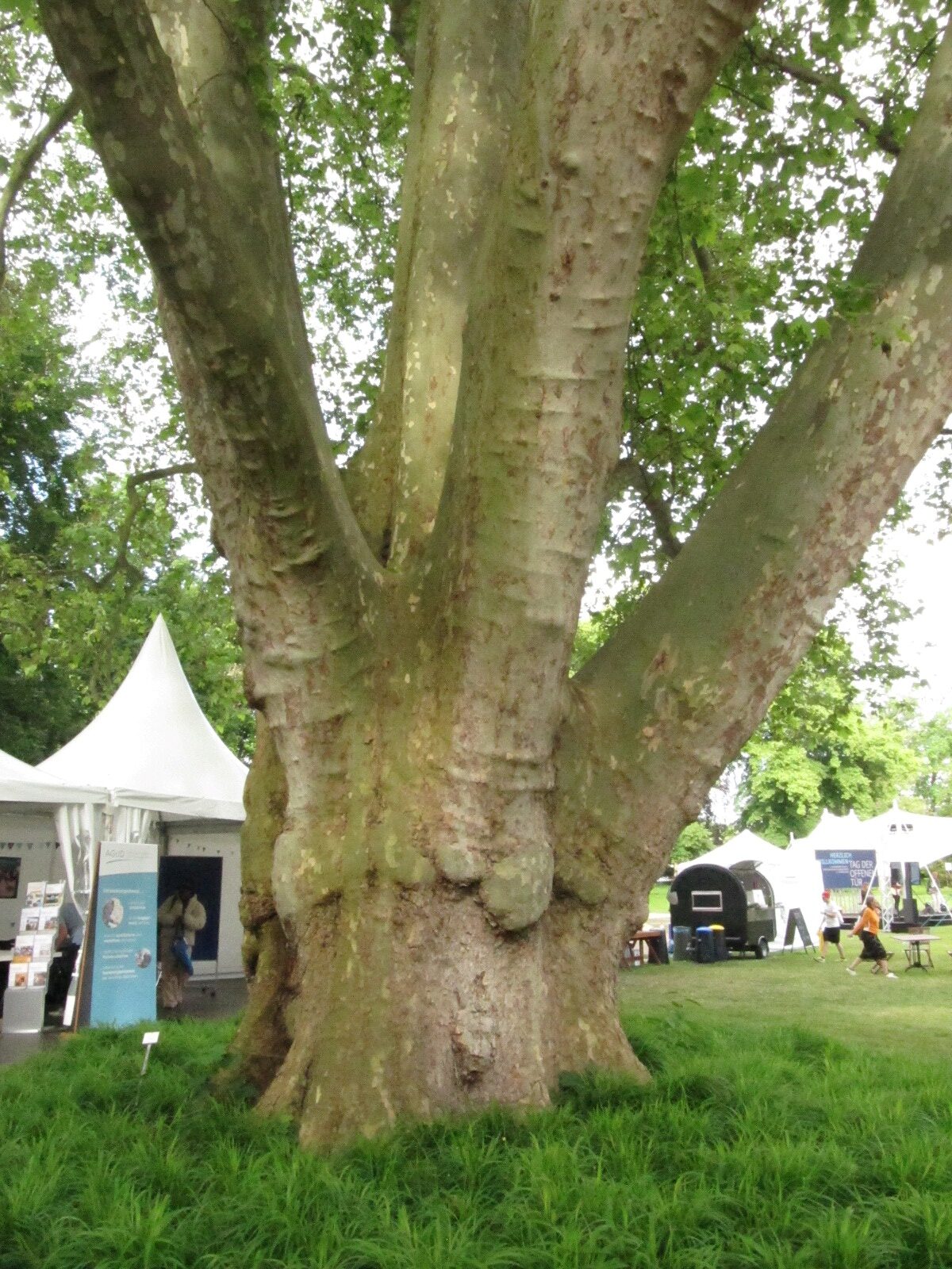 Platanus × hispanica - Bonn Palais Schaumburg - Mai 2024