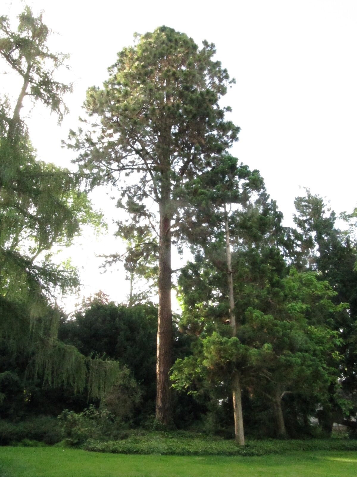 Pinus ponderosa