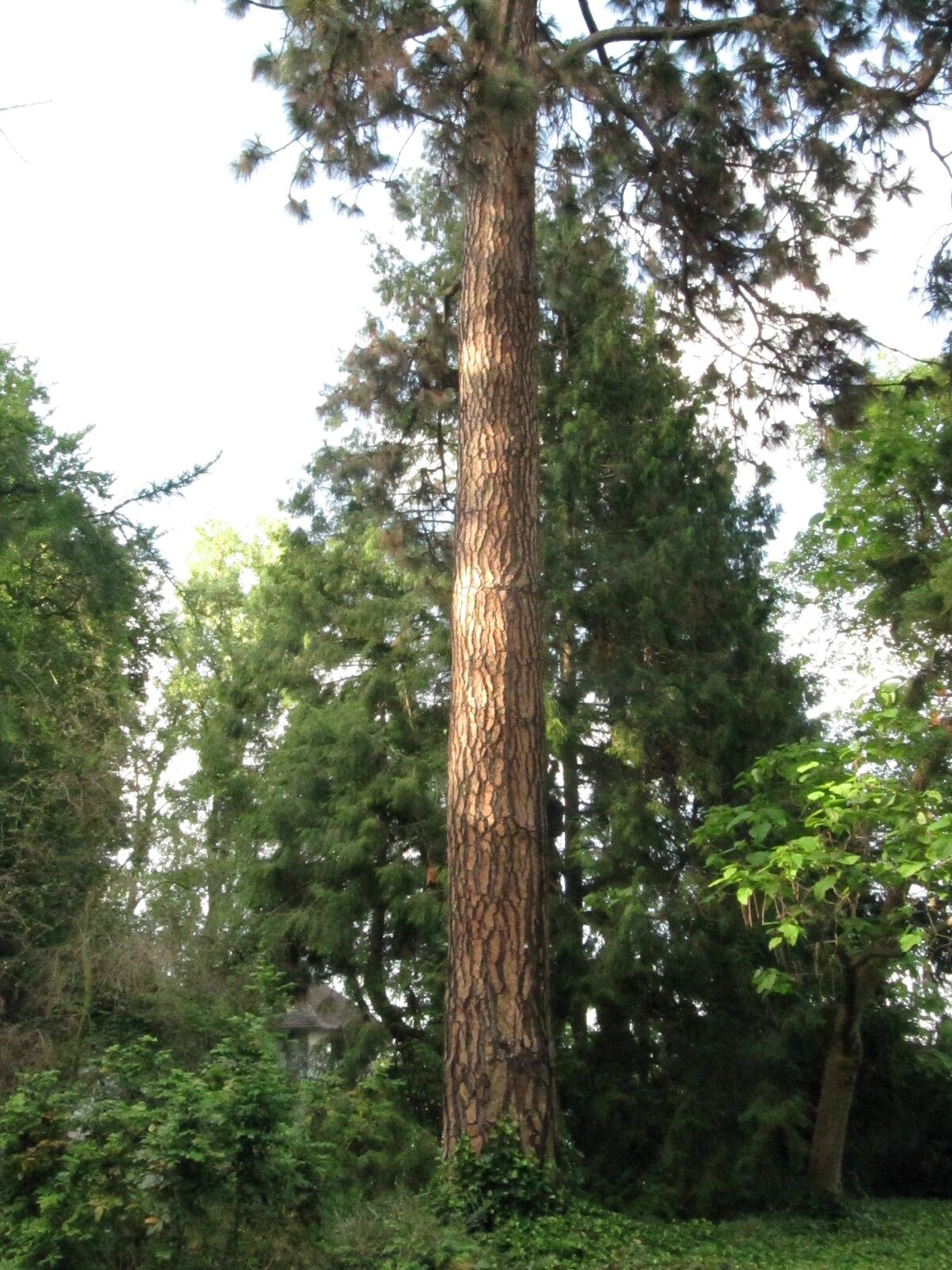 Pinusa ponderosa - Bonn Palais Schaumburg - Mai 2024