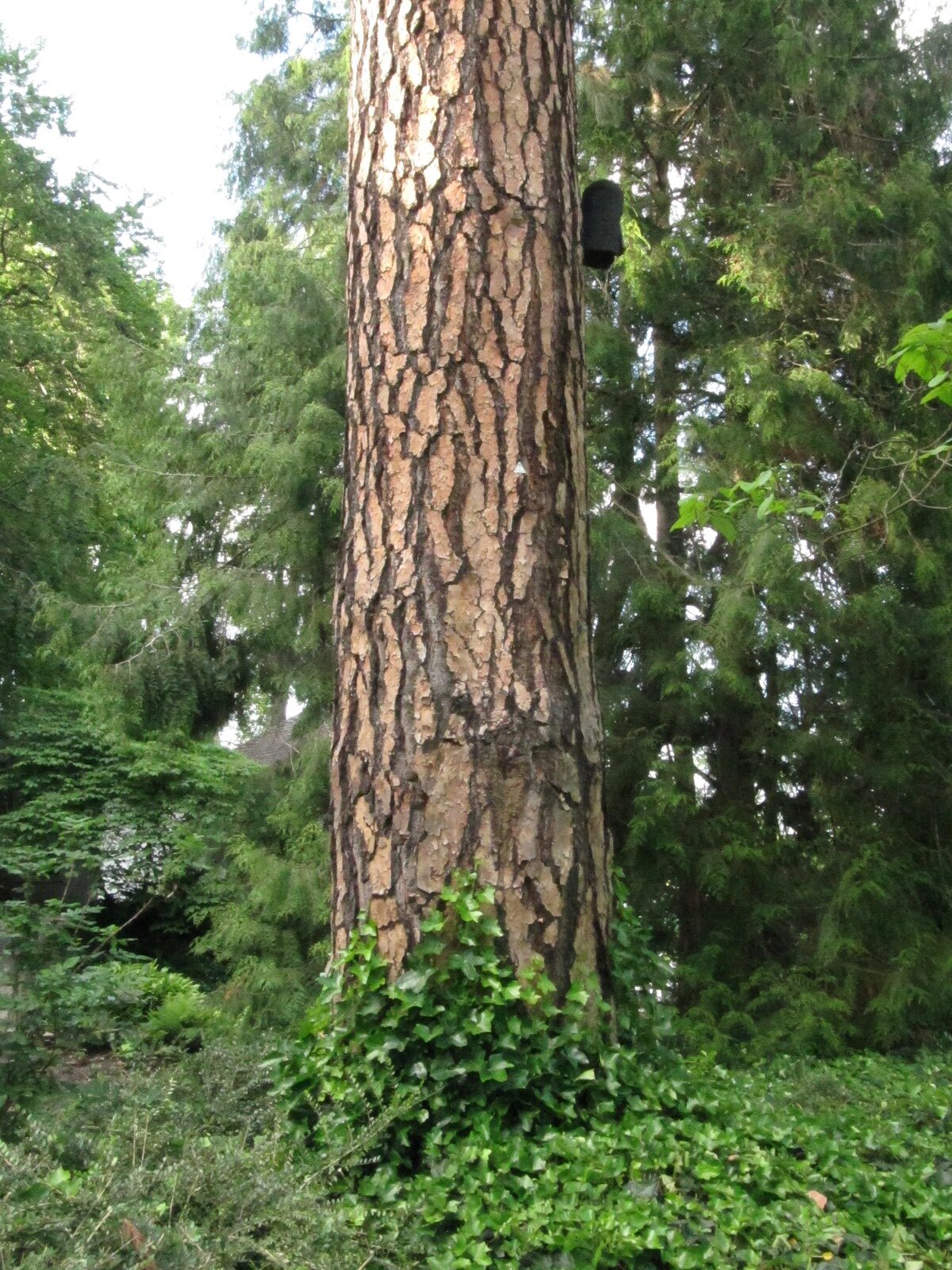 Pinusa ponderosa - Bonn Palais Schaumburg - Mai 2024