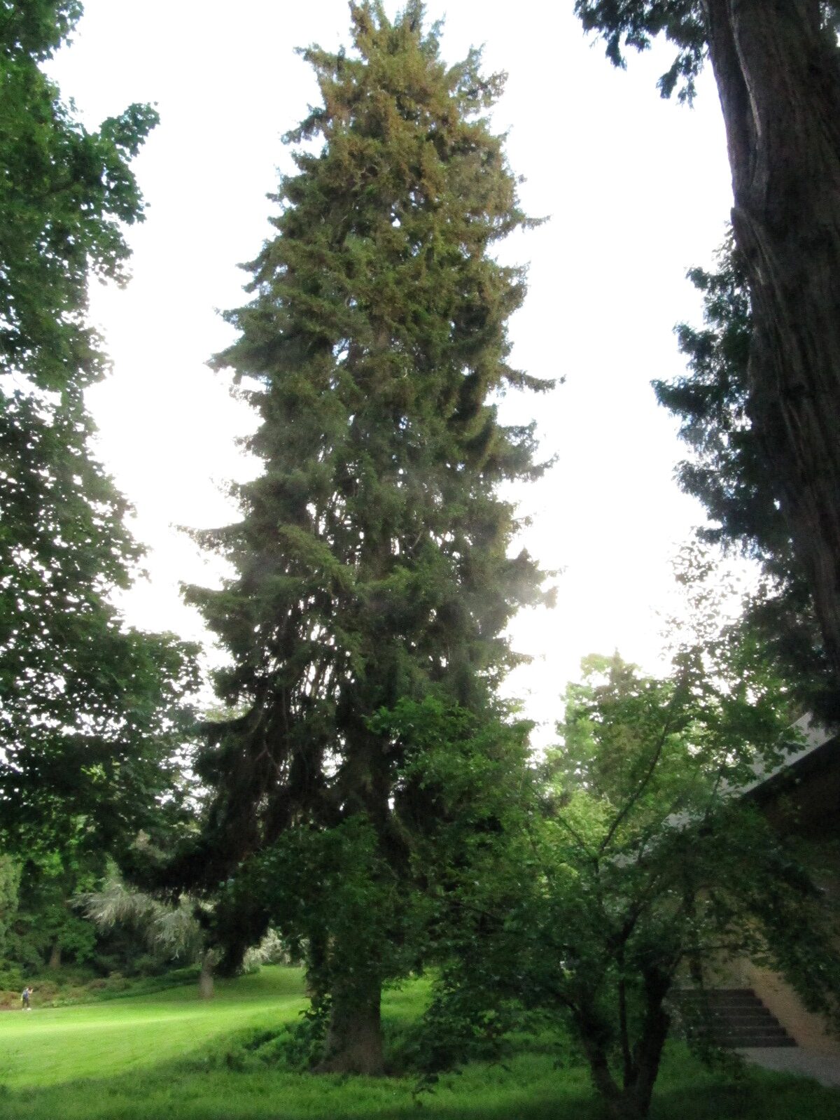 orientalis Picea