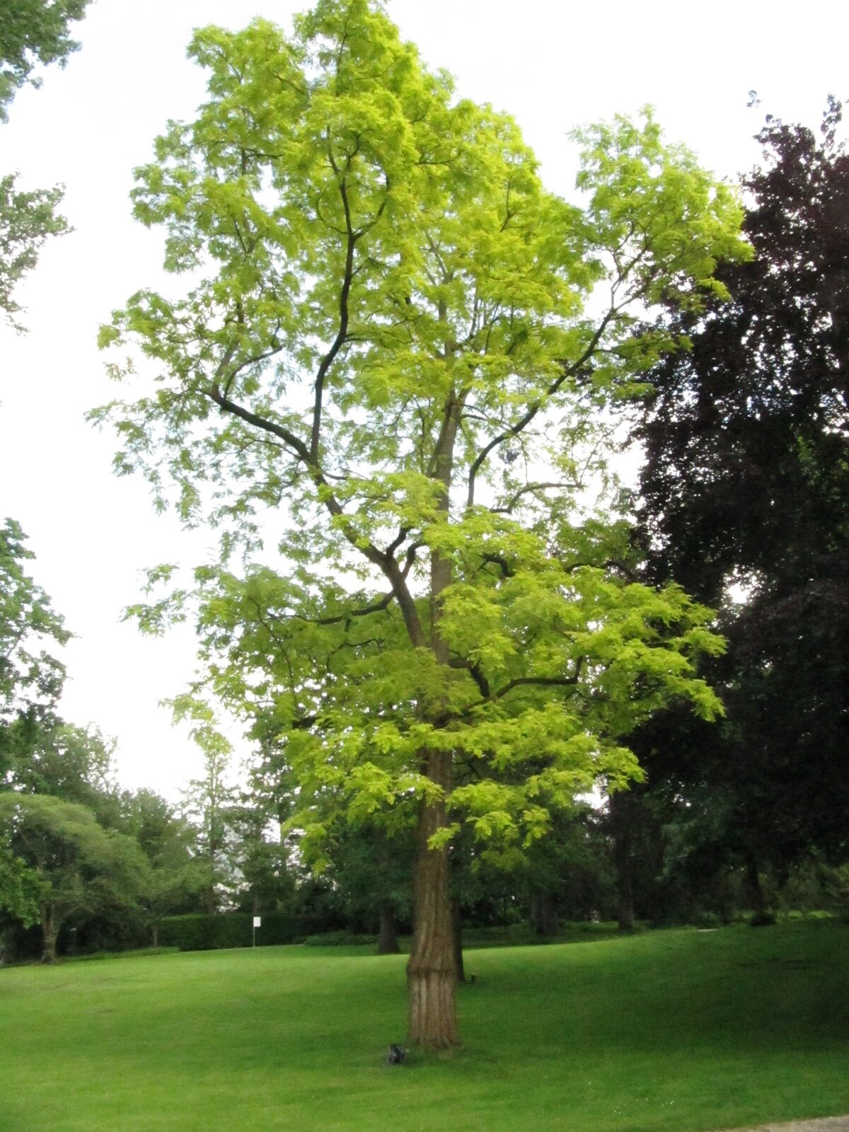 'Frisia' pseudoacacia Robinia