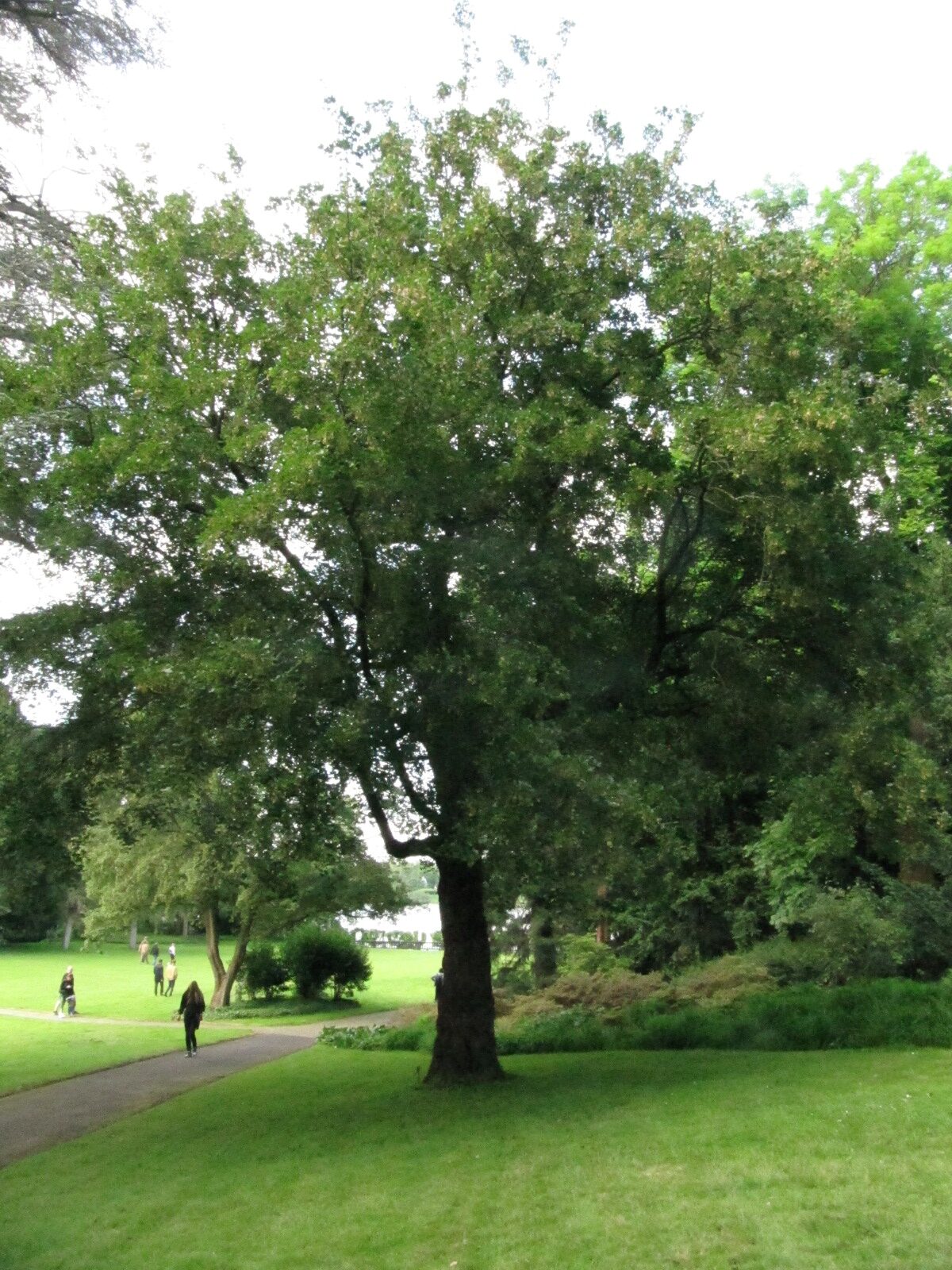 Acer monspessulanum