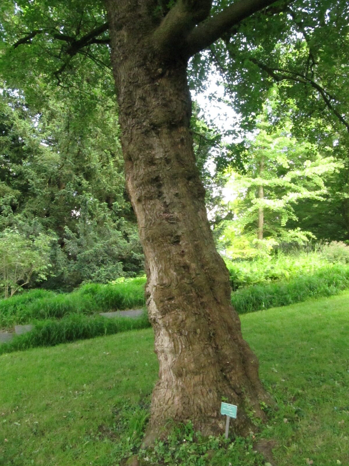 Acer monspessulanum - Palais Schaumburg - Mai 2024