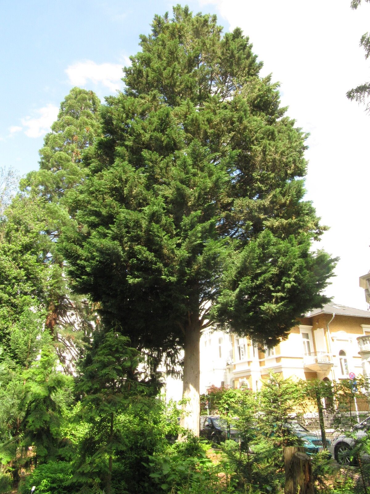 Cupressus × leylandii - Bonn - Mai 2024