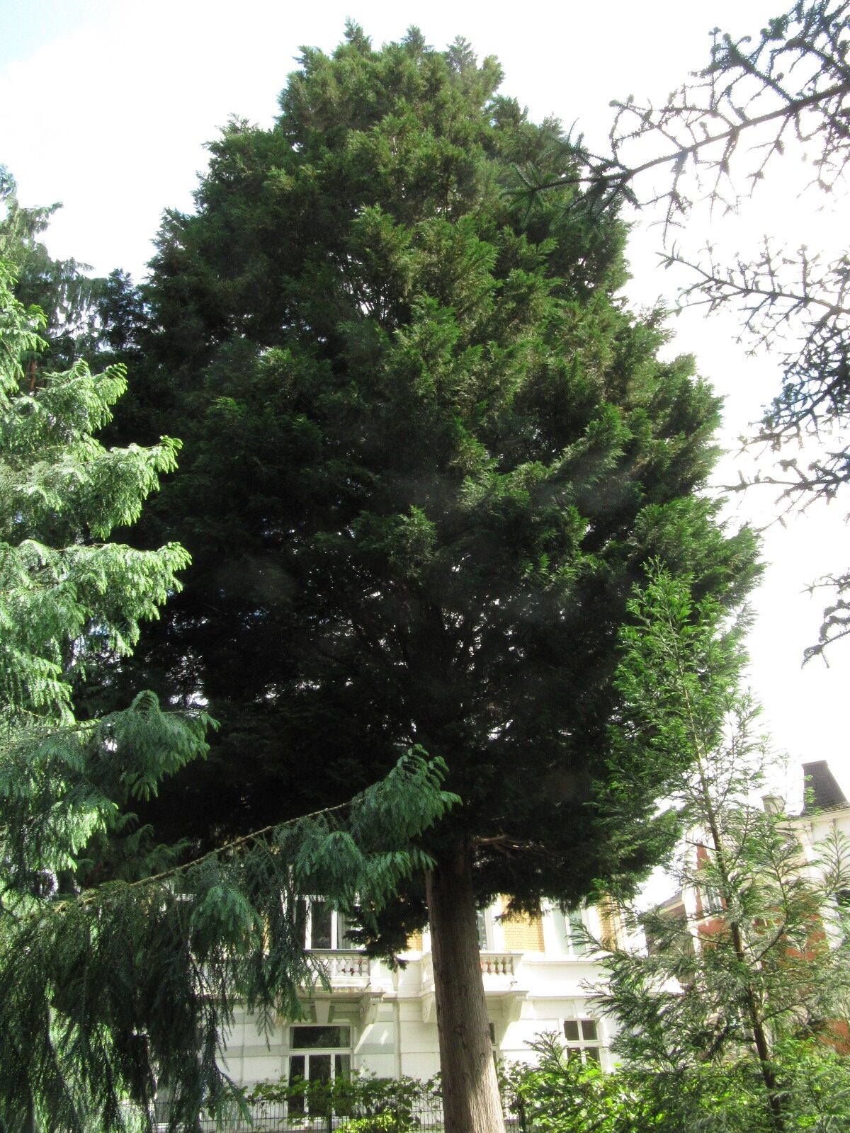 Cupressus × leylandii - Bonn - Mai 2024