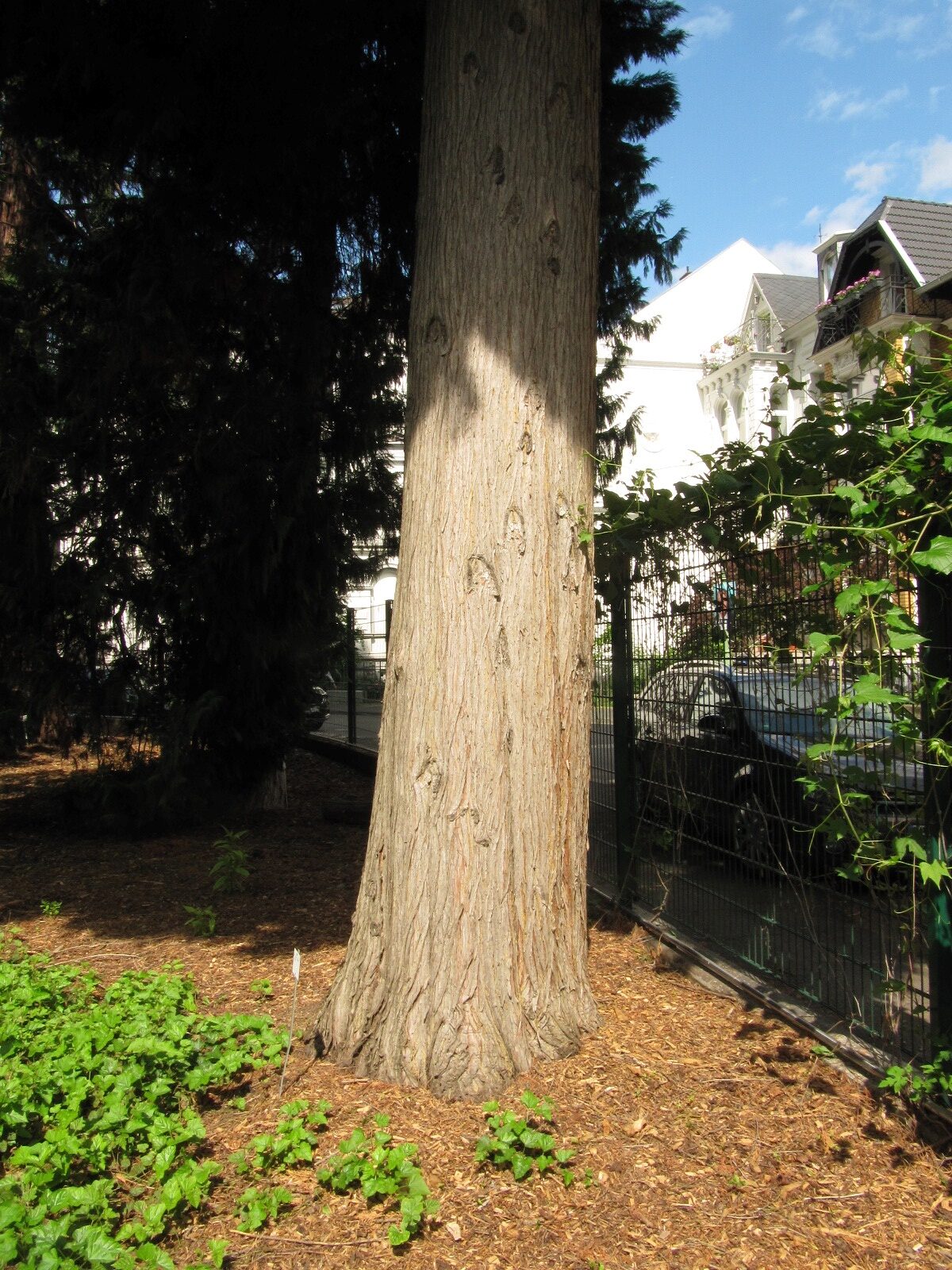 Cupressus × leylandii - Bonn - Mai 2024