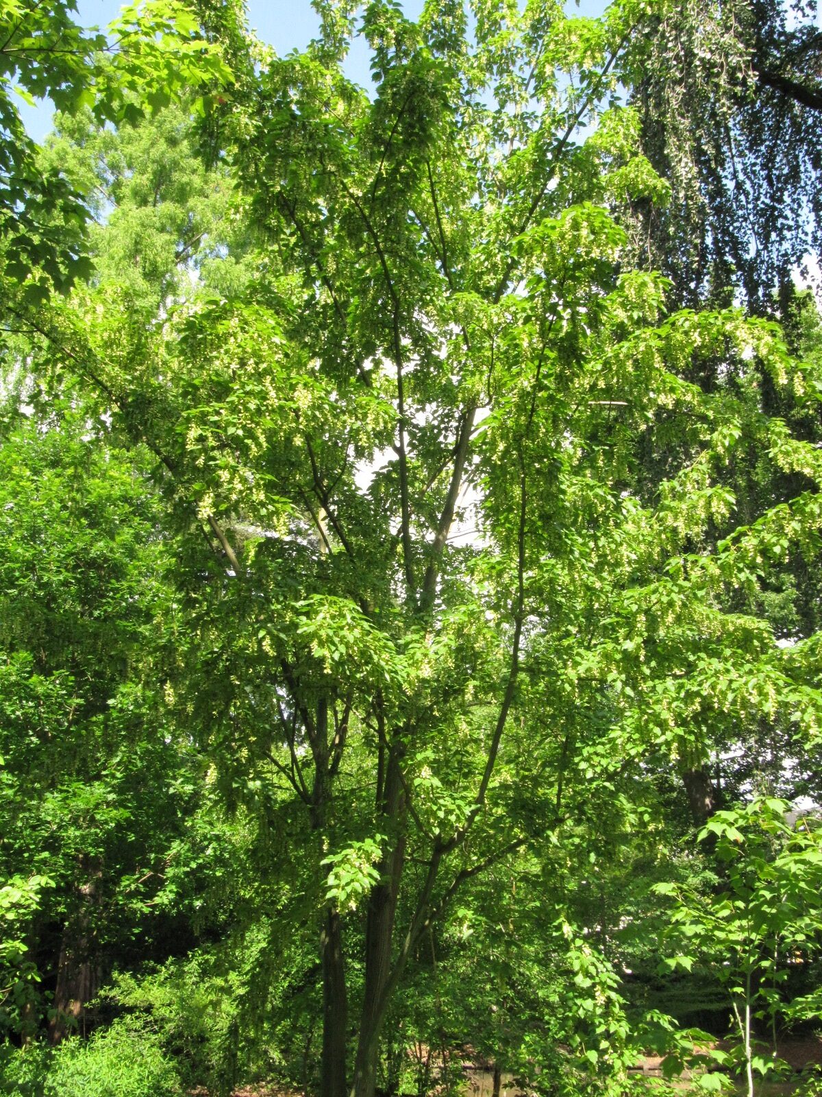 Acer davidii subsp. davidii - Bonn - Mai 2024