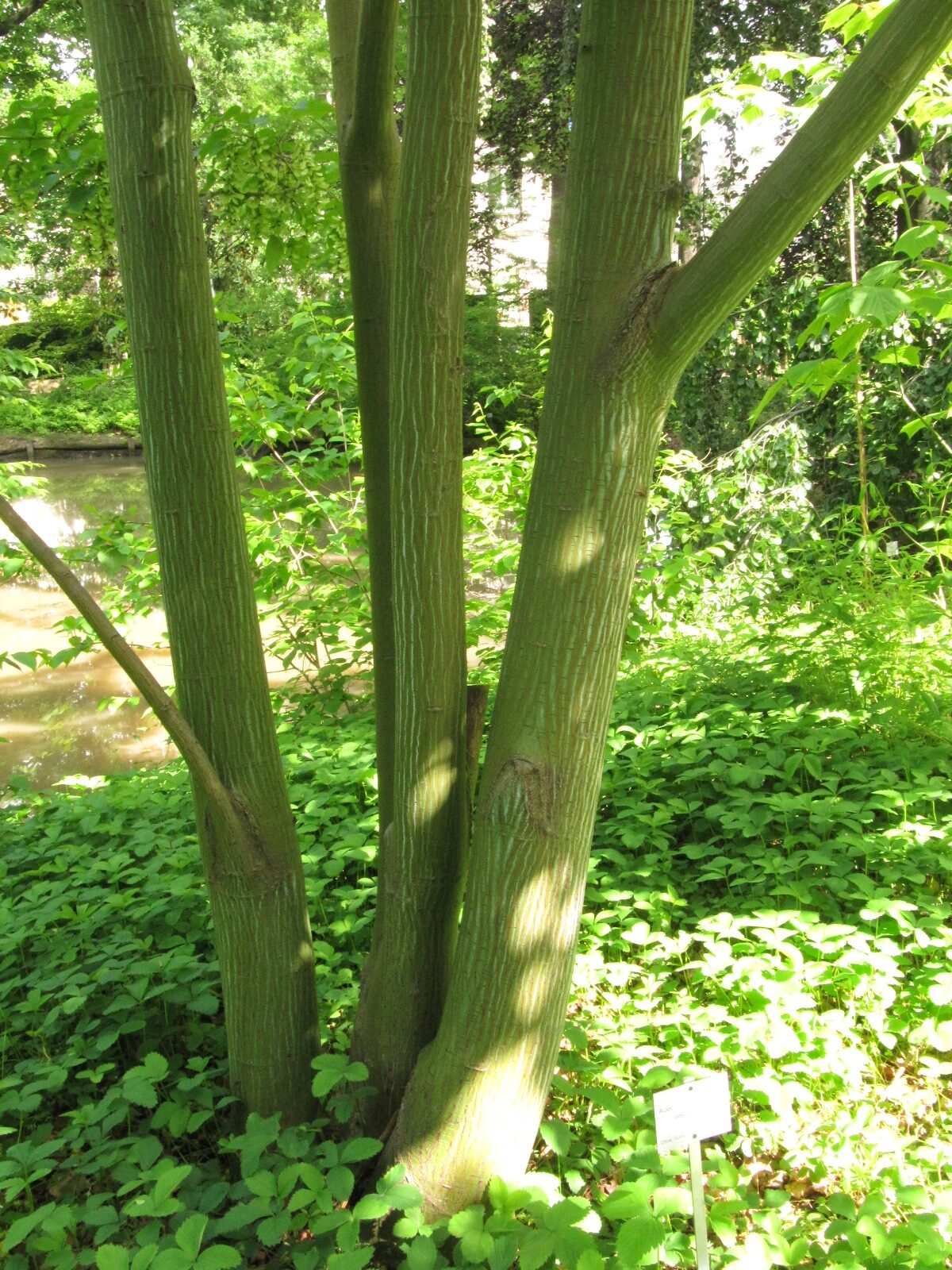 Acer davidii subsp. davidii - Bonn - Mai 2024