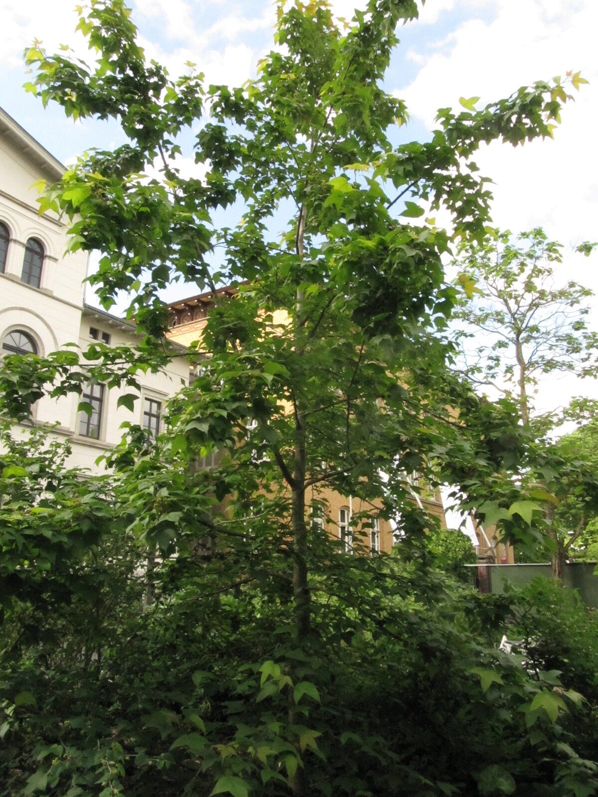Liquidambar acalycina - Bonn - Mai 2024