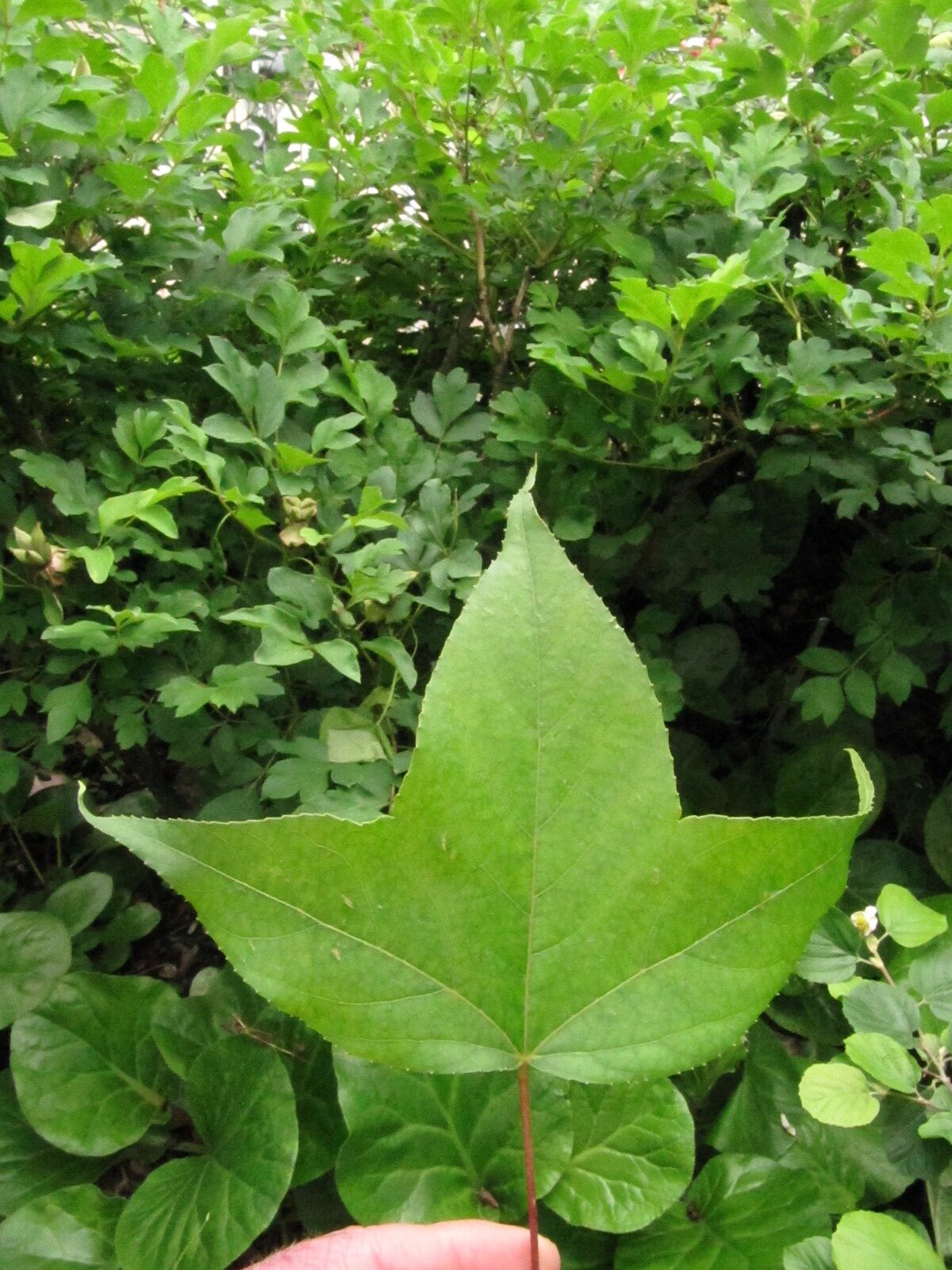 Liquidambar acalycina - Bonn - Mai 2024