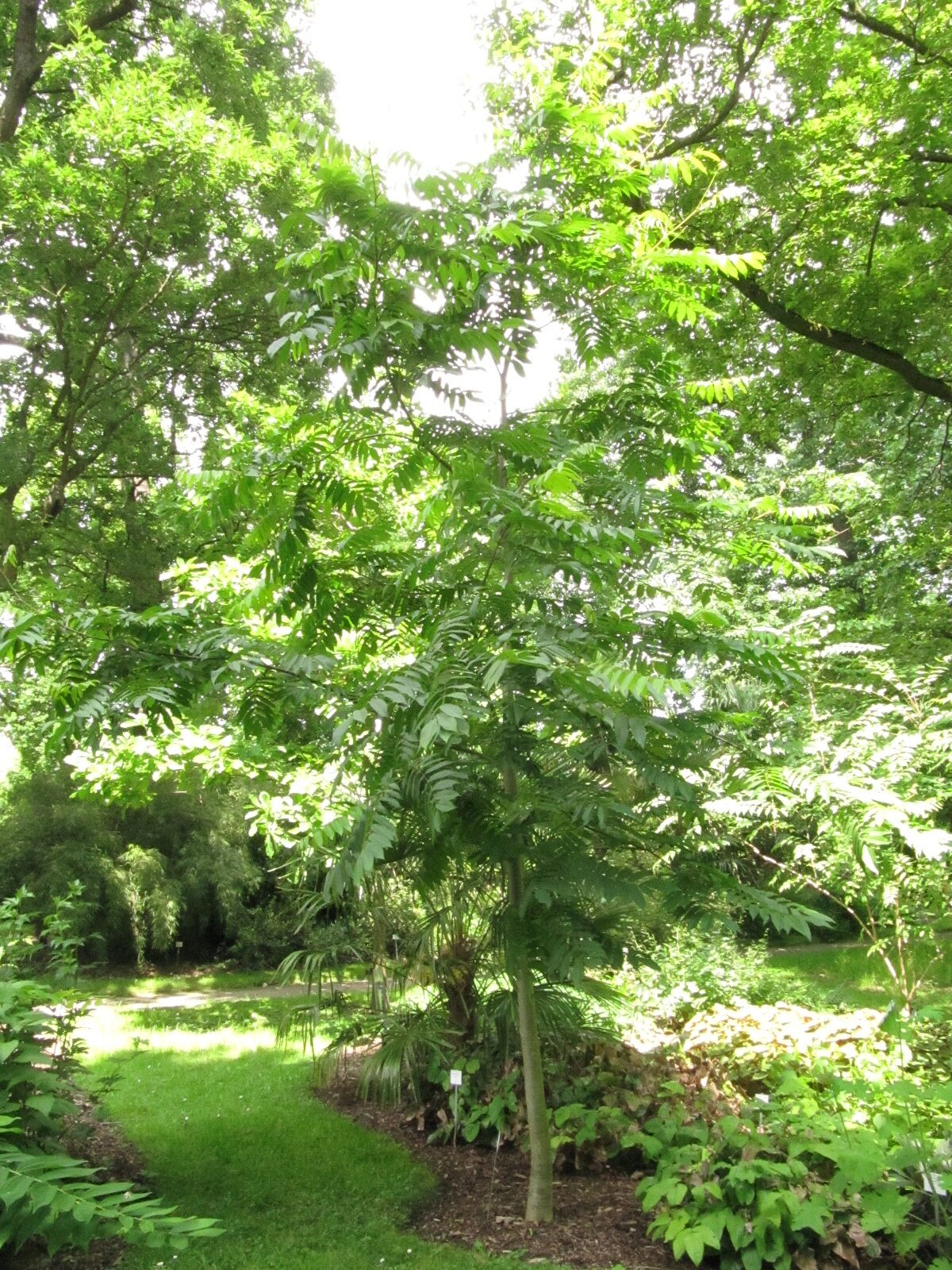 Pterocarya rhoifolia - Bonn - Mai 2024
