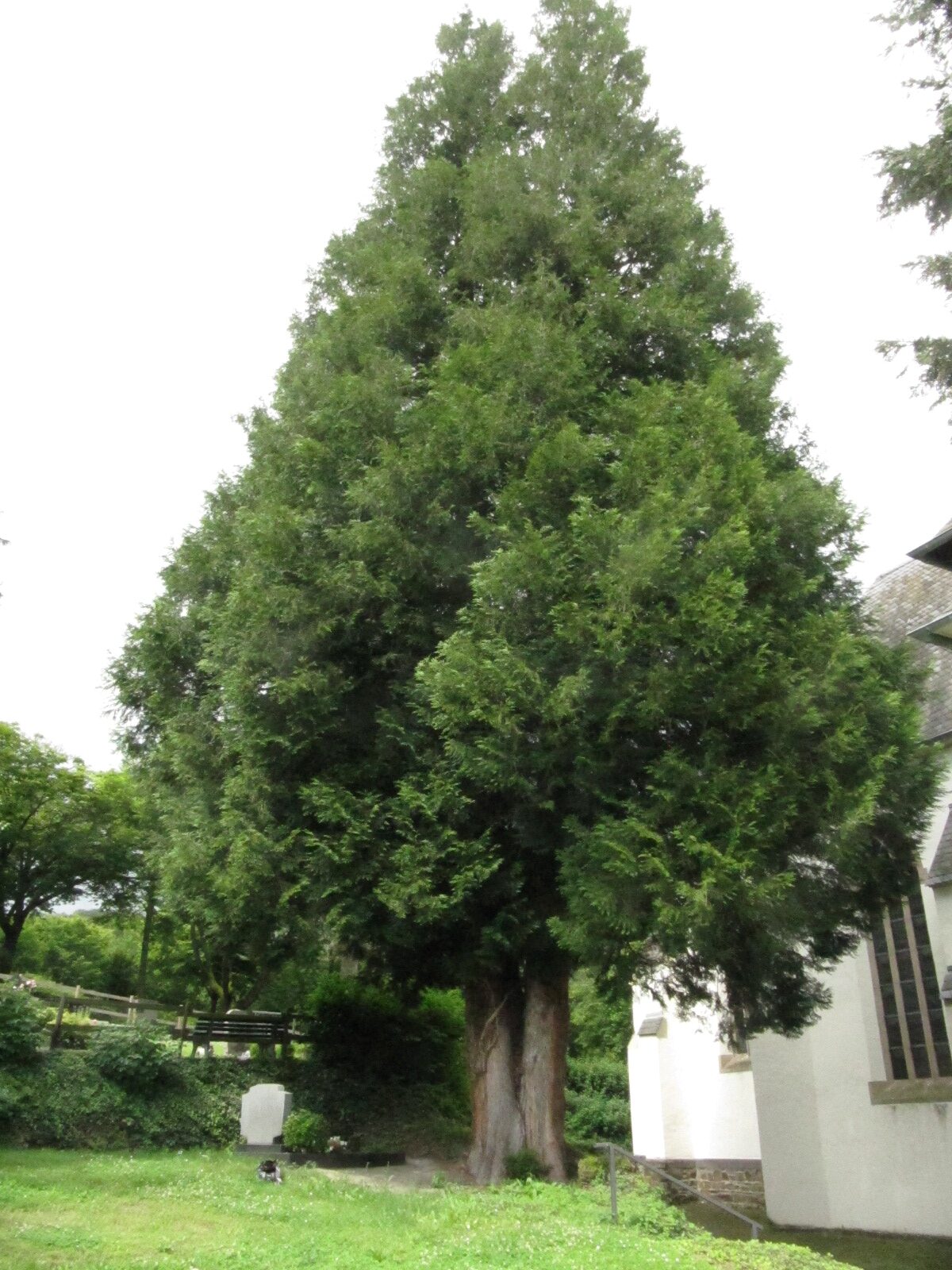 Thuja plicata - Kirchdaun - Juni 2024