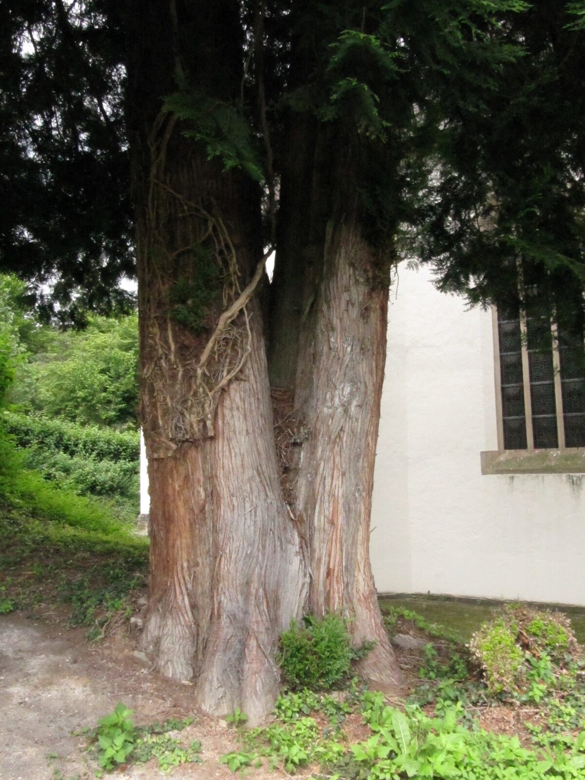 Thuja plicata - Kirchdaun - Juni 2024