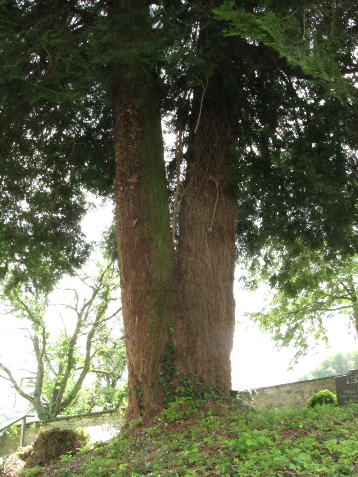 Thuja plicata - Kirchdaun - Juni 2024