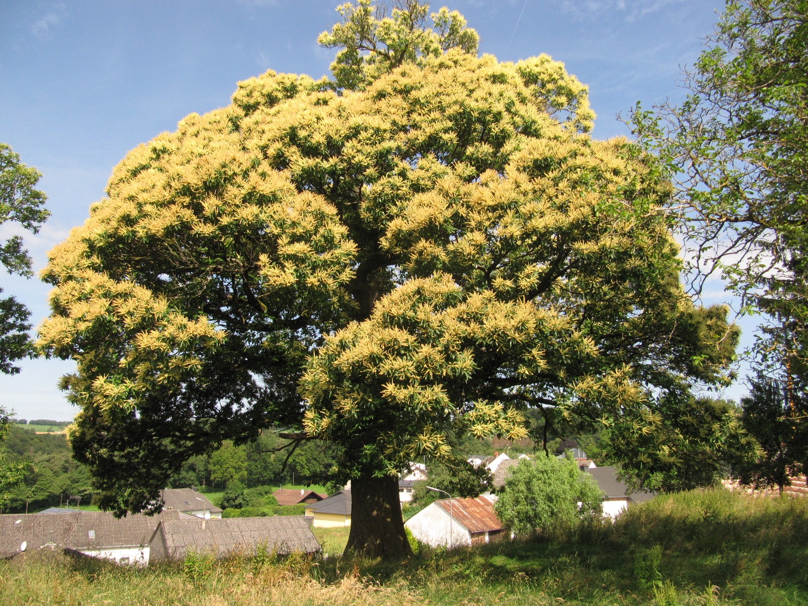 Castanea sativa - Lorich - Juni 2024