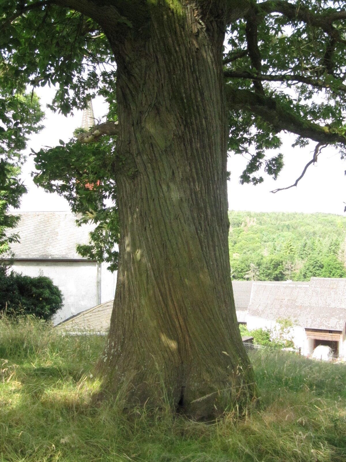 Castanea sativa - Lorich - Juni 2024