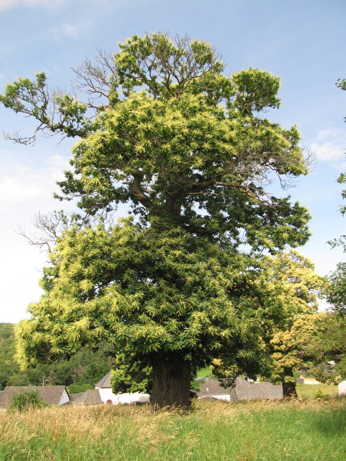Castanea sativa - Lorich - Juni 2024