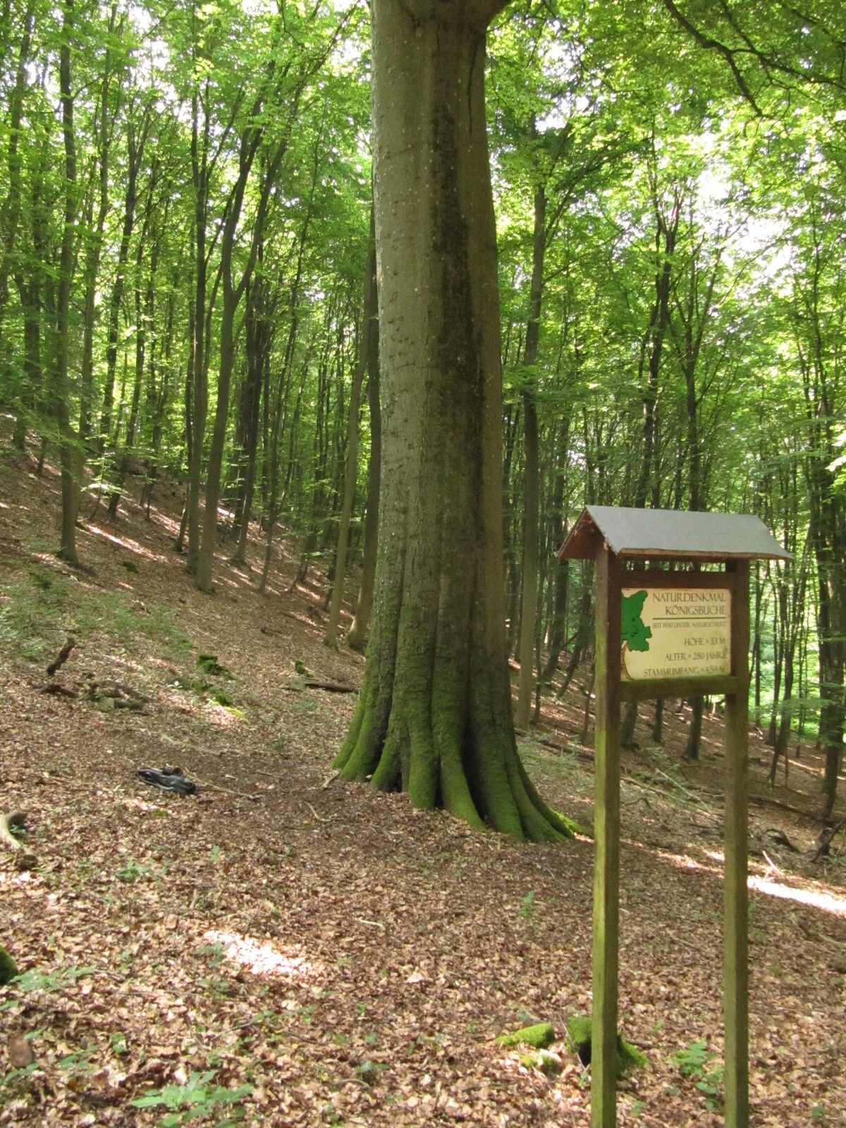 Königsbuche - Gonzerath - Juni 2024