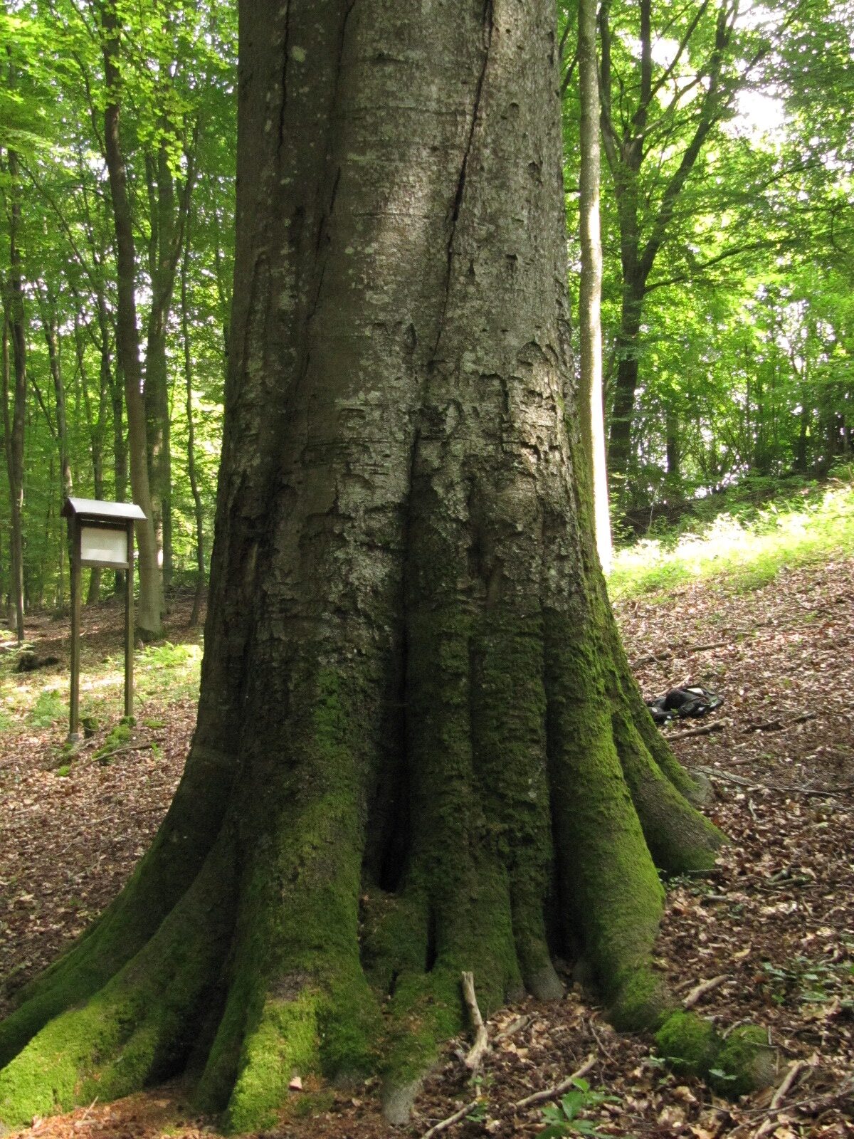 Königsbuche - Gonzerath - Juni 2024