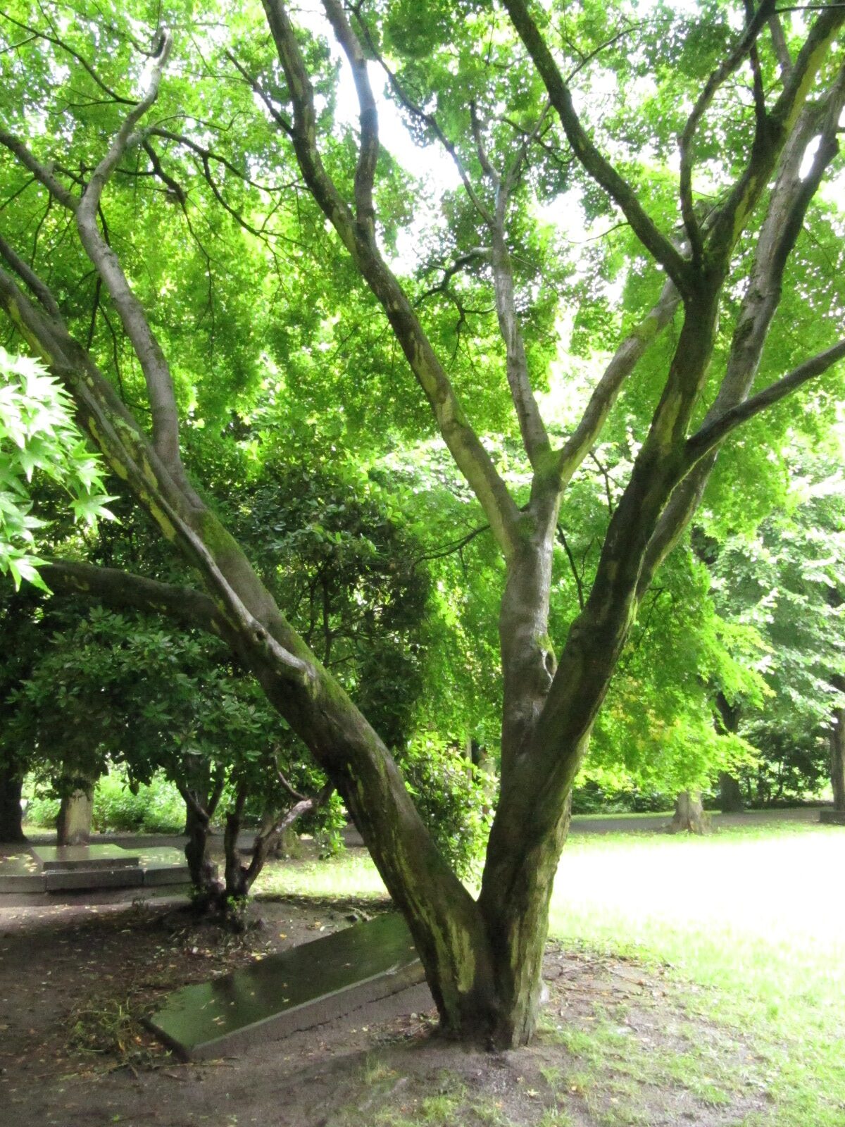 Acer palmatum - Wohlers Park HH-Altona - 2024