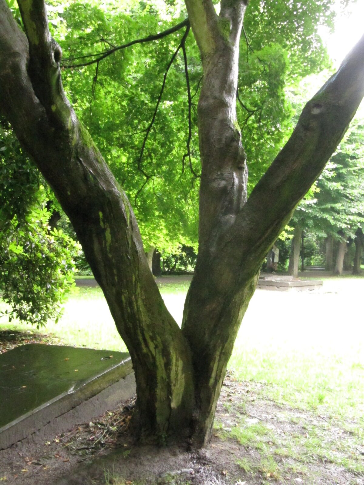 Acer palmatum - Wohlers Park HH-Altona - 2024