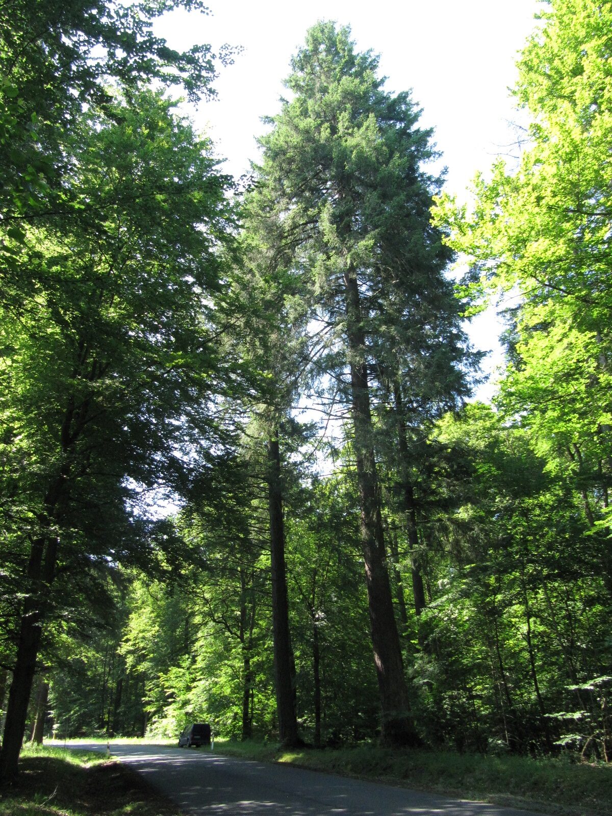 Douglasie im Idarwald Hochscheid, Juni 2024