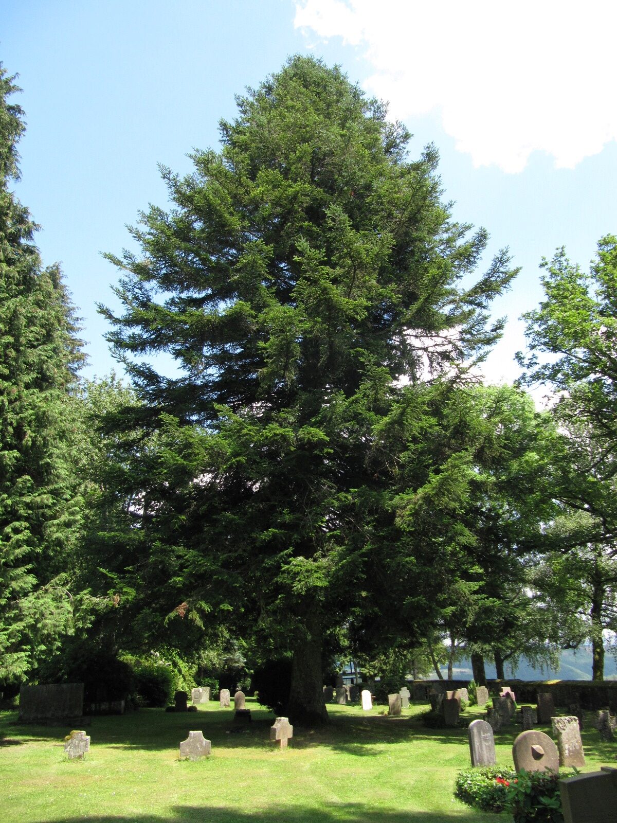 Abies alba - Leisel - Juni 2024