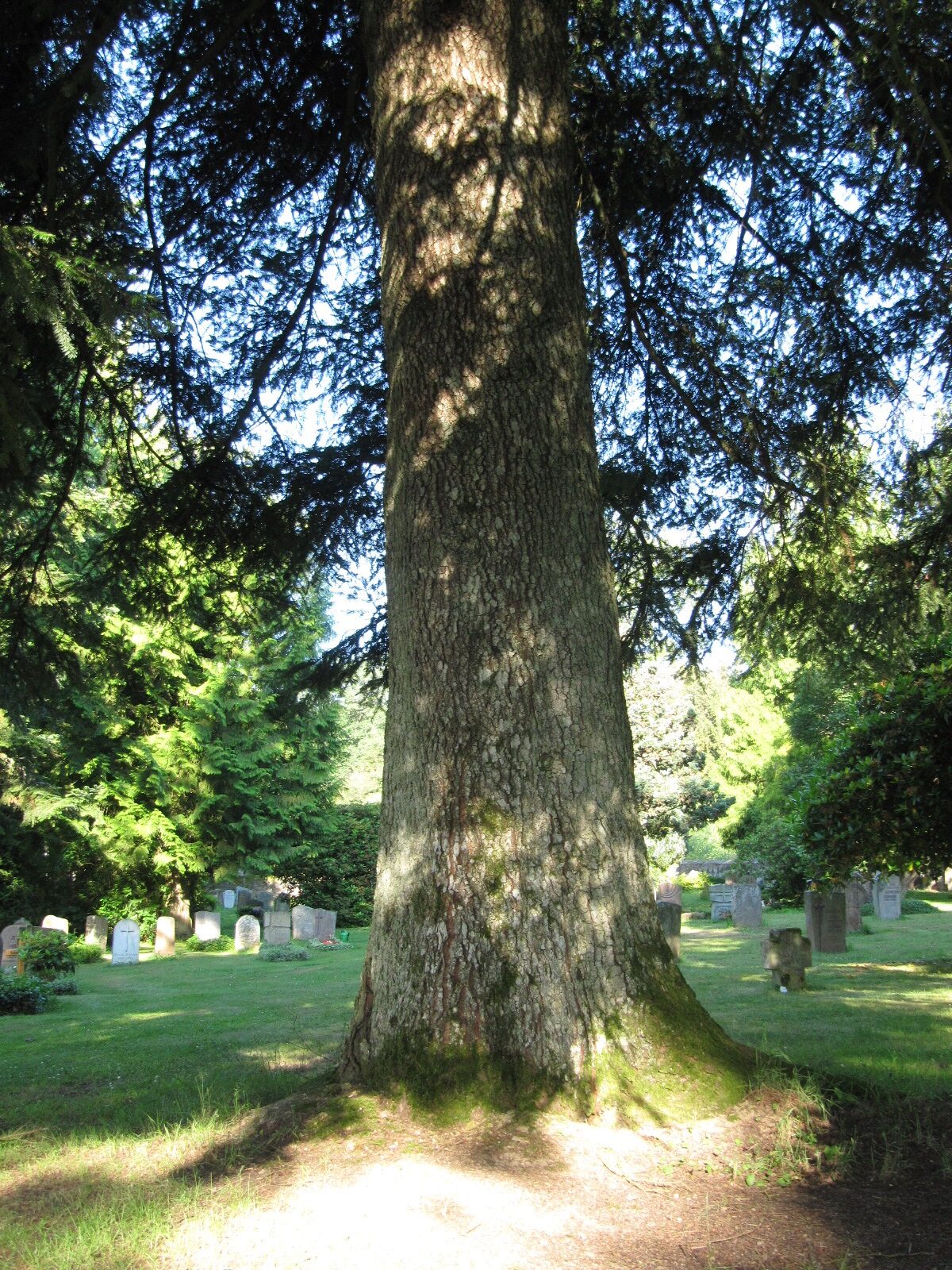 Abies alba - Leisel - Juni 2024