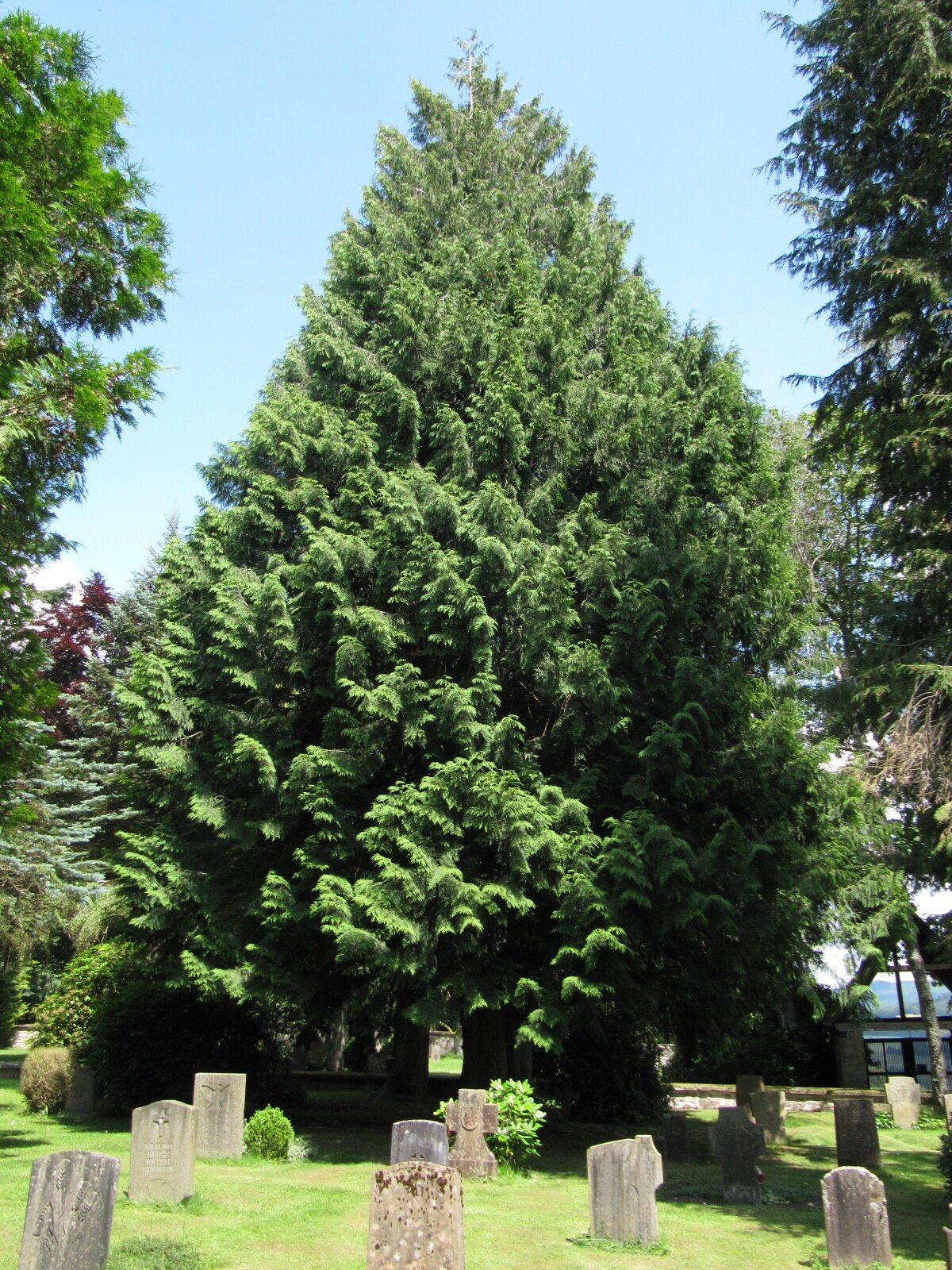 Thuja plicata - Leisel - Juni 2024