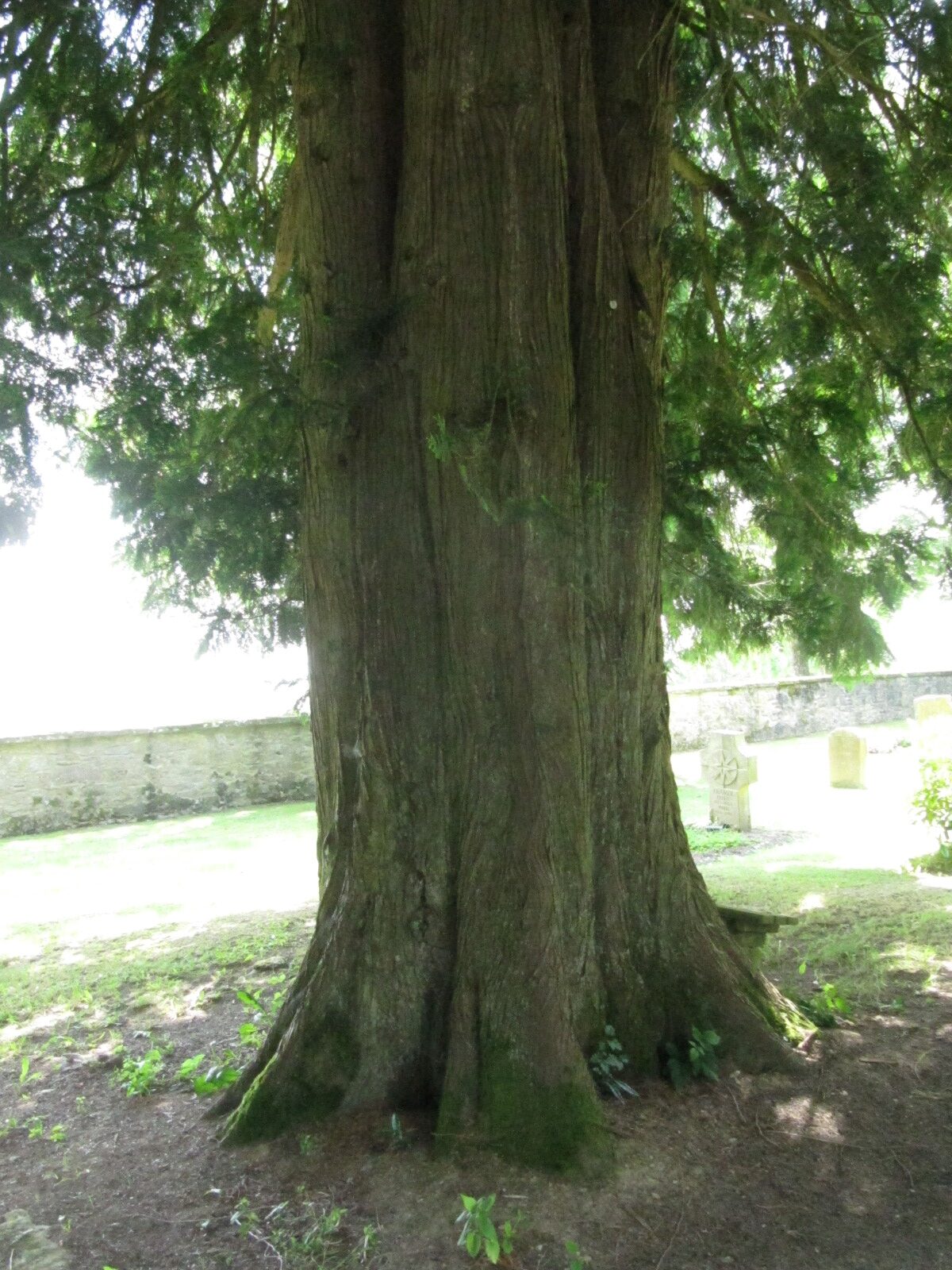 Thuja plicata - Leisel - Juni 2024
