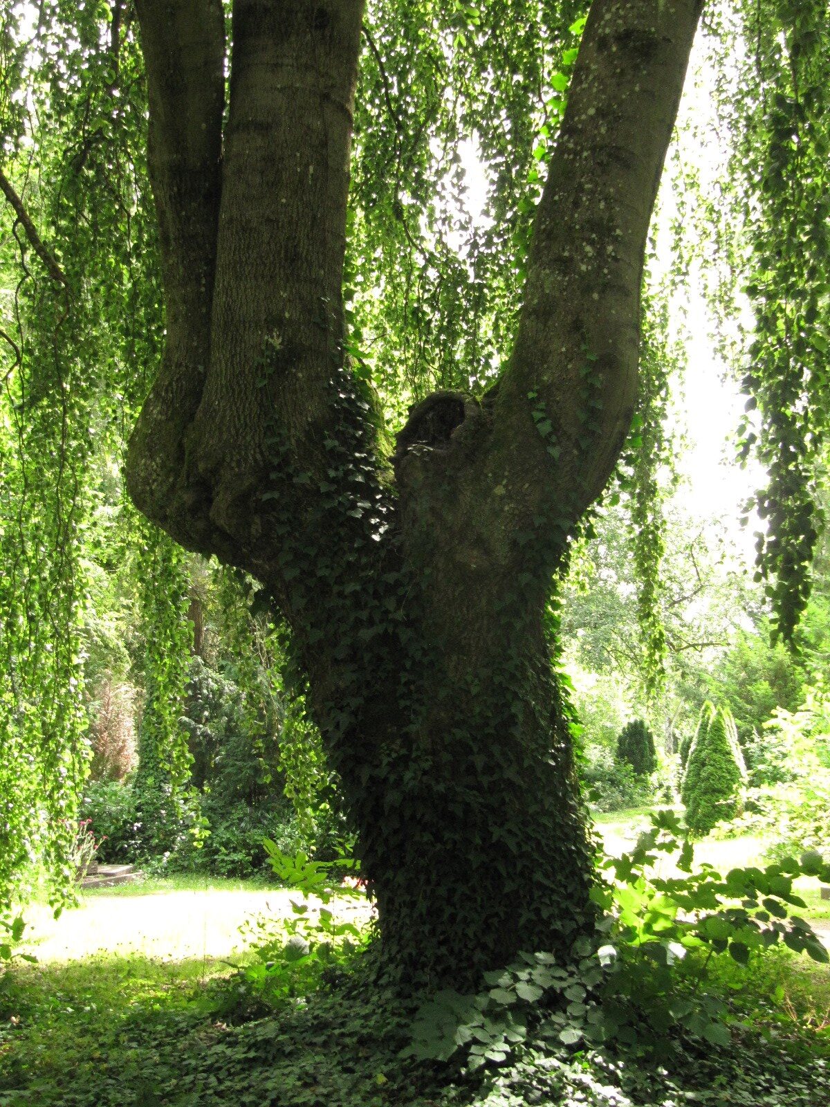Hänge-Buche - Trier, Hauptfriedhof - Juni 2024