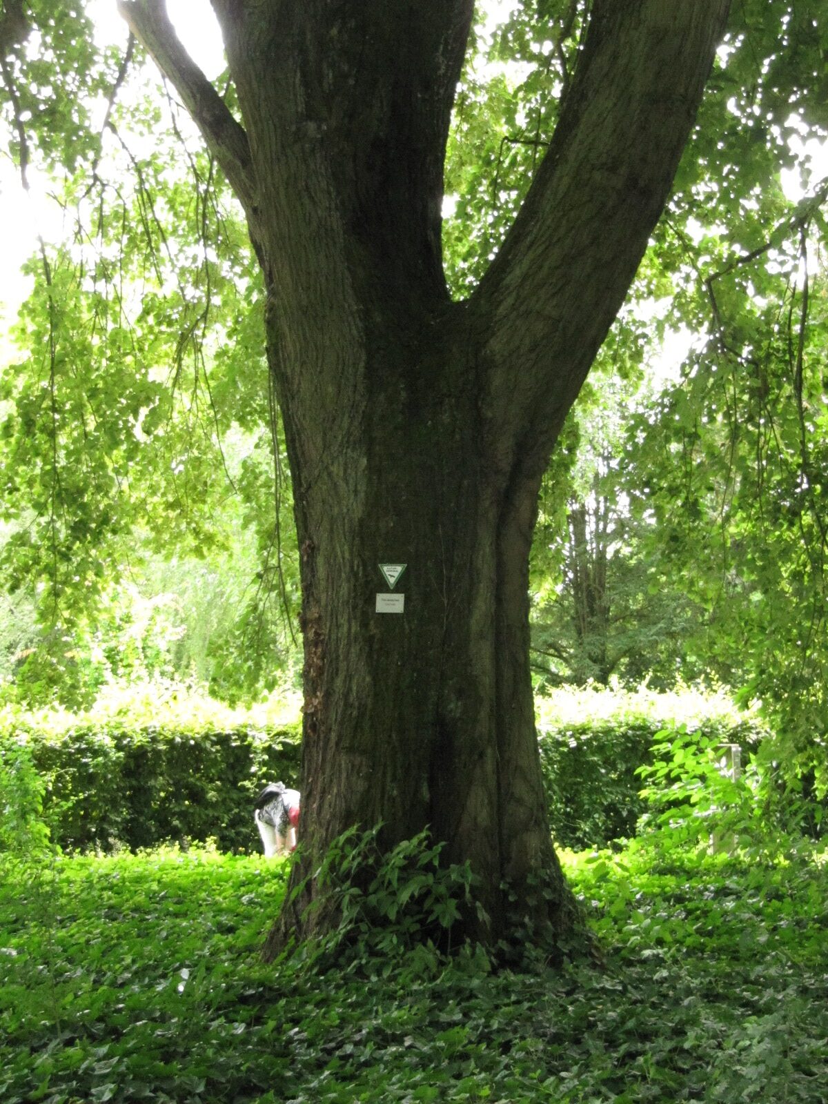 Tilia tomentosa - Trier, Hauptfriedhof - Juni 2024